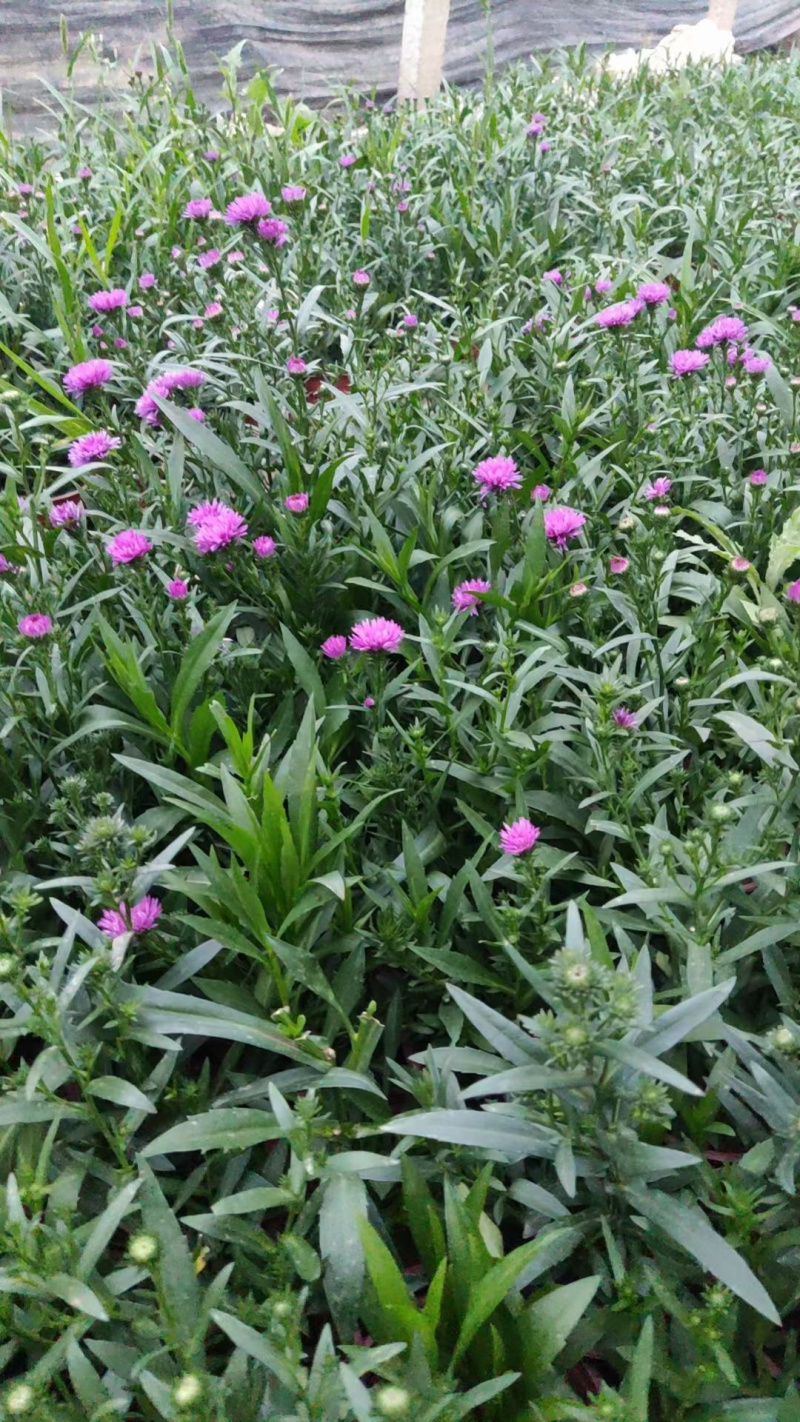 丹麦翠菊批发基地