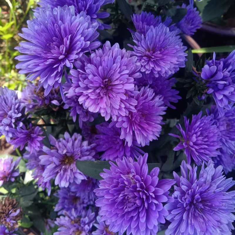 丹麦翠菊批发基地