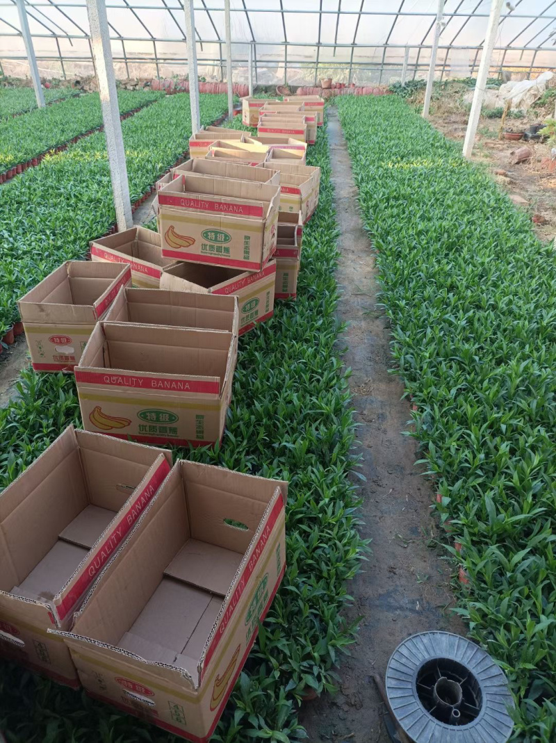 丹麦翠菊批发基地