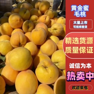 【实力供货】代发精品黄金蜜桃，现货供应中，产地一手货源