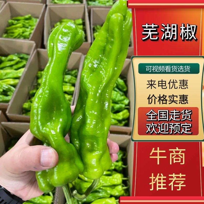山西朔州芜湖椒大量上市，产地代办，可视频看货