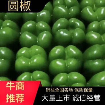 山西应县精品圆椒、亮度好，个头均匀、产地代办！
