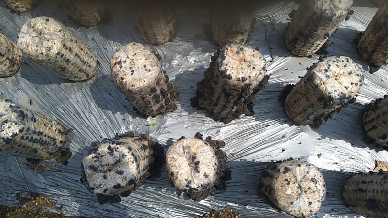 黑龙江木耳牡丹江第一茬黑木耳质量高产地直供欢迎来电