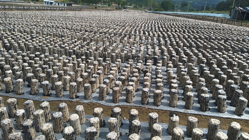 黑龙江木耳牡丹江第一茬黑木耳质量高产地直供欢迎来电