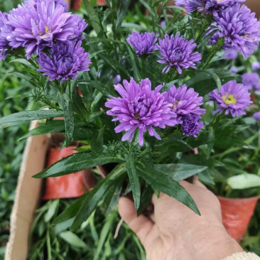 丹麦翠菊种植基地