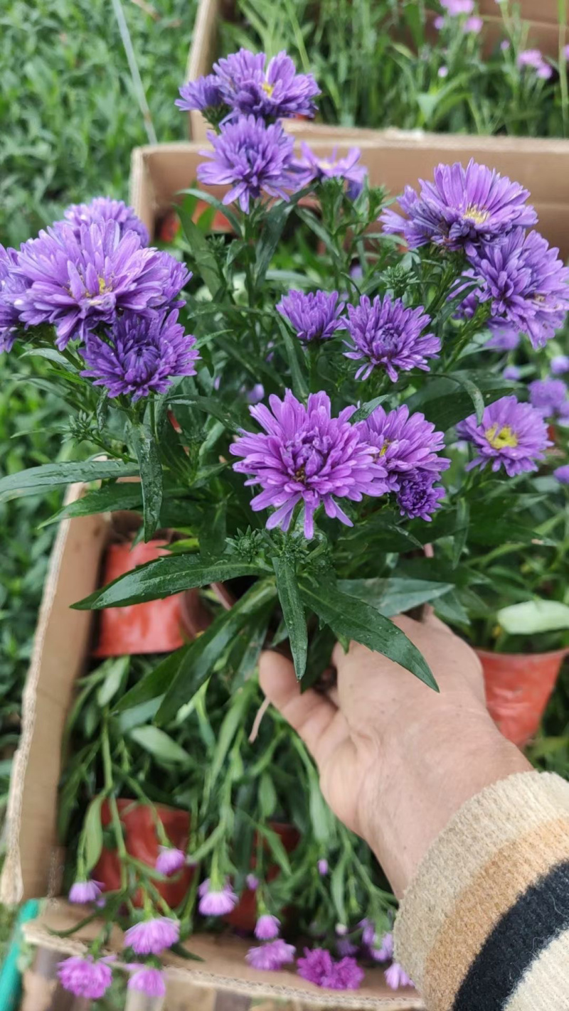 丹麦翠菊种植基地