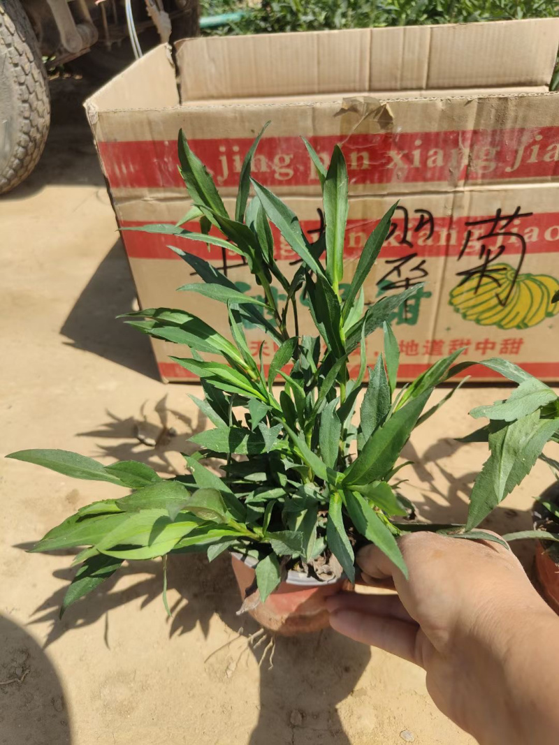 丹麦翠菊种植基地