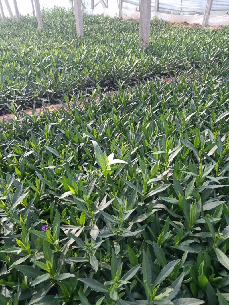 丹麦翠菊种植基地