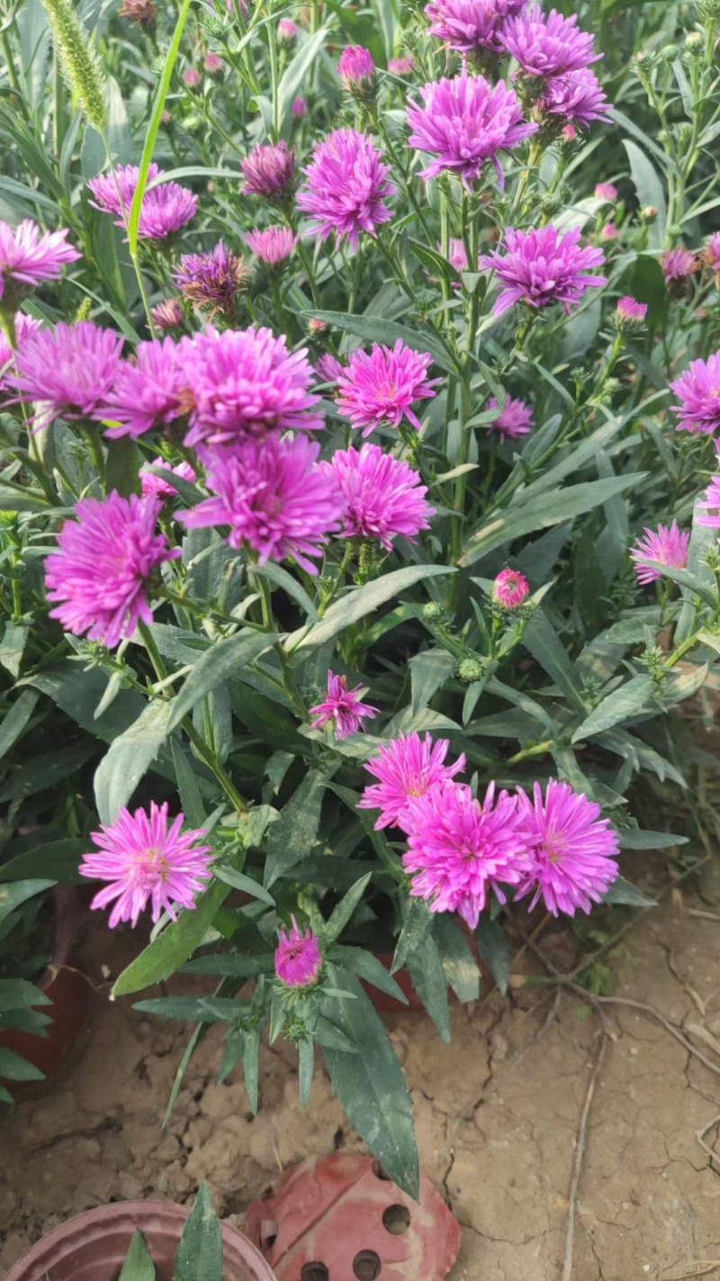 丹麦翠菊种植基地