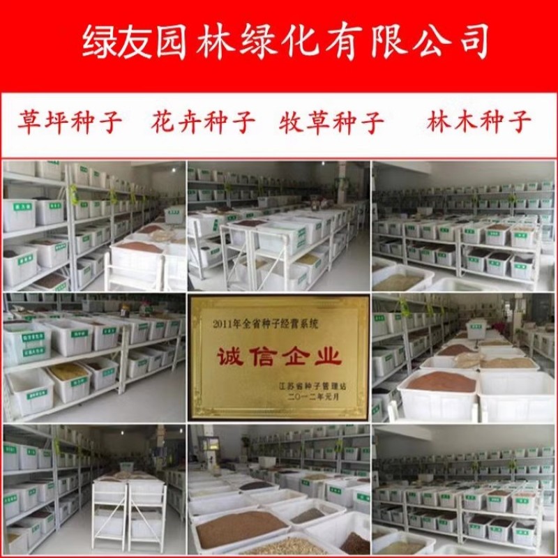 新采四季爬藤蔷薇种子多花蔷薇花种无刺红花蔷薇种籽花海植物