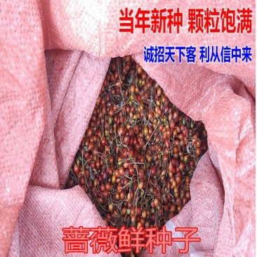 新采四季爬藤蔷薇种子多花蔷薇花种无刺红花蔷薇种籽花海植物