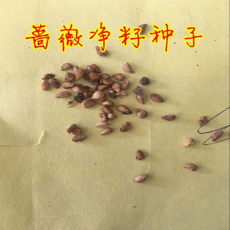 新采四季爬藤蔷薇种子多花蔷薇花种无刺红花蔷薇种籽花海植物