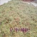 新采四季爬藤蔷薇种子多花蔷薇花种无刺红花蔷薇种籽花海植物