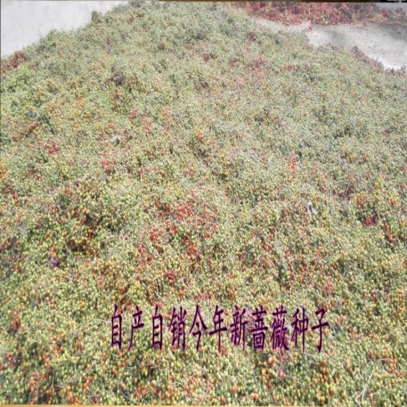 新采四季爬藤蔷薇种子多花蔷薇花种无刺红花蔷薇种籽花海植物