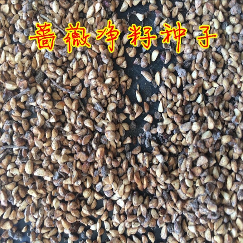 新采四季爬藤蔷薇种子多花蔷薇花种无刺红花蔷薇种籽花海植物
