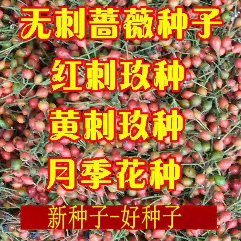 新采四季爬藤蔷薇种子多花蔷薇花种无刺红花蔷薇种籽花海植物
