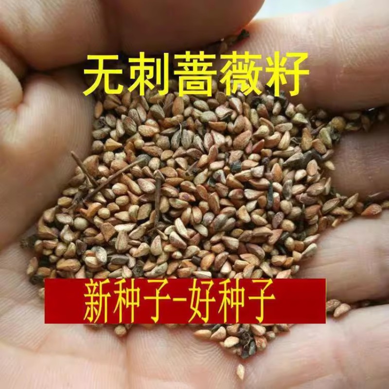 新采四季爬藤蔷薇种子多花蔷薇花种无刺红花蔷薇种籽花海植物