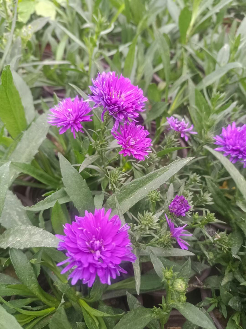 丹麦翠菊供应基地