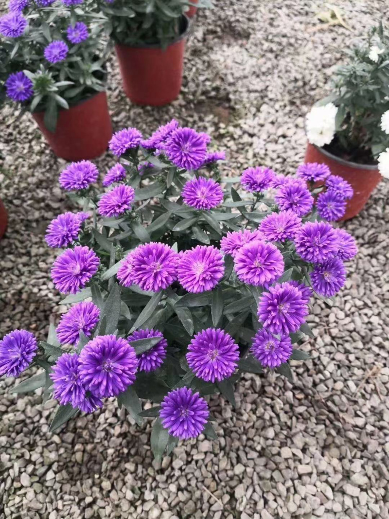 丹麦翠菊供应基地