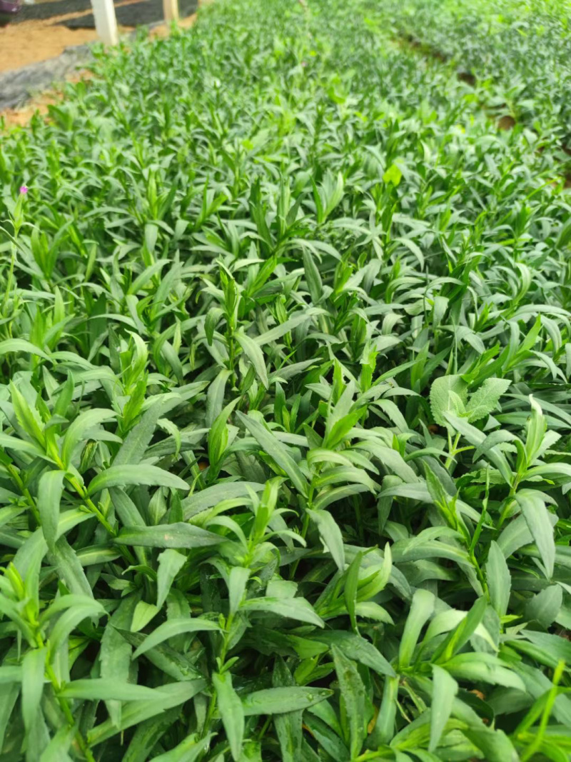 丹麦翠菊供应基地