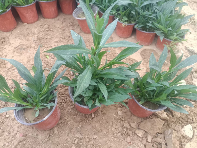 丹麦翠菊供应基地