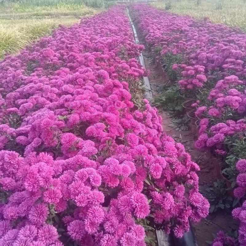 丹麦翠菊供应基地