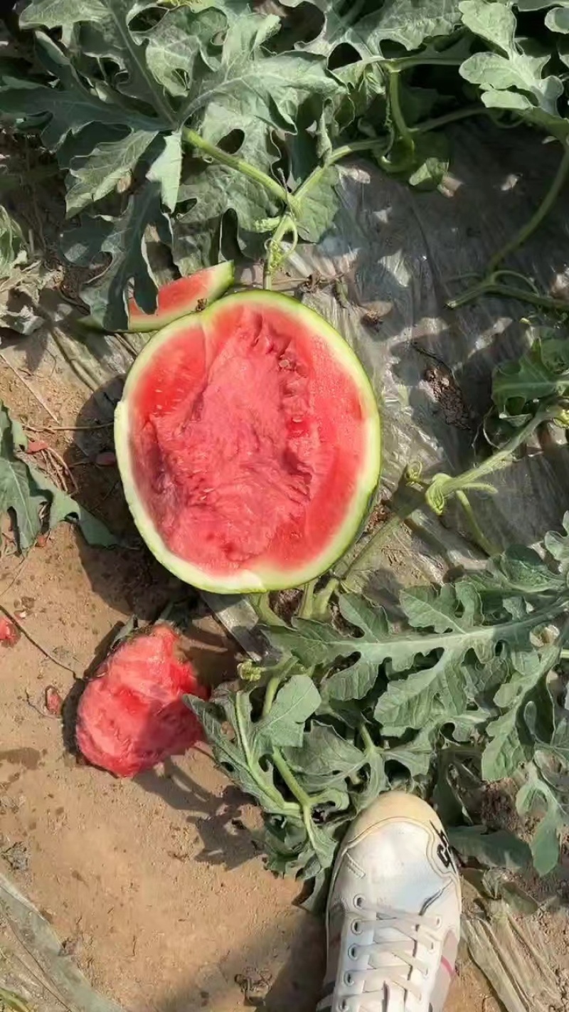 精品湖北枝江8424西瓜美都西瓜无籽头茬万亩规模保熟包甜