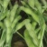 精品毛豆山东翠绿宝毛豆量大从优质优价廉对接全国