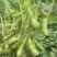 精品毛豆山东翠绿宝毛豆量大从优质优价廉对接全国