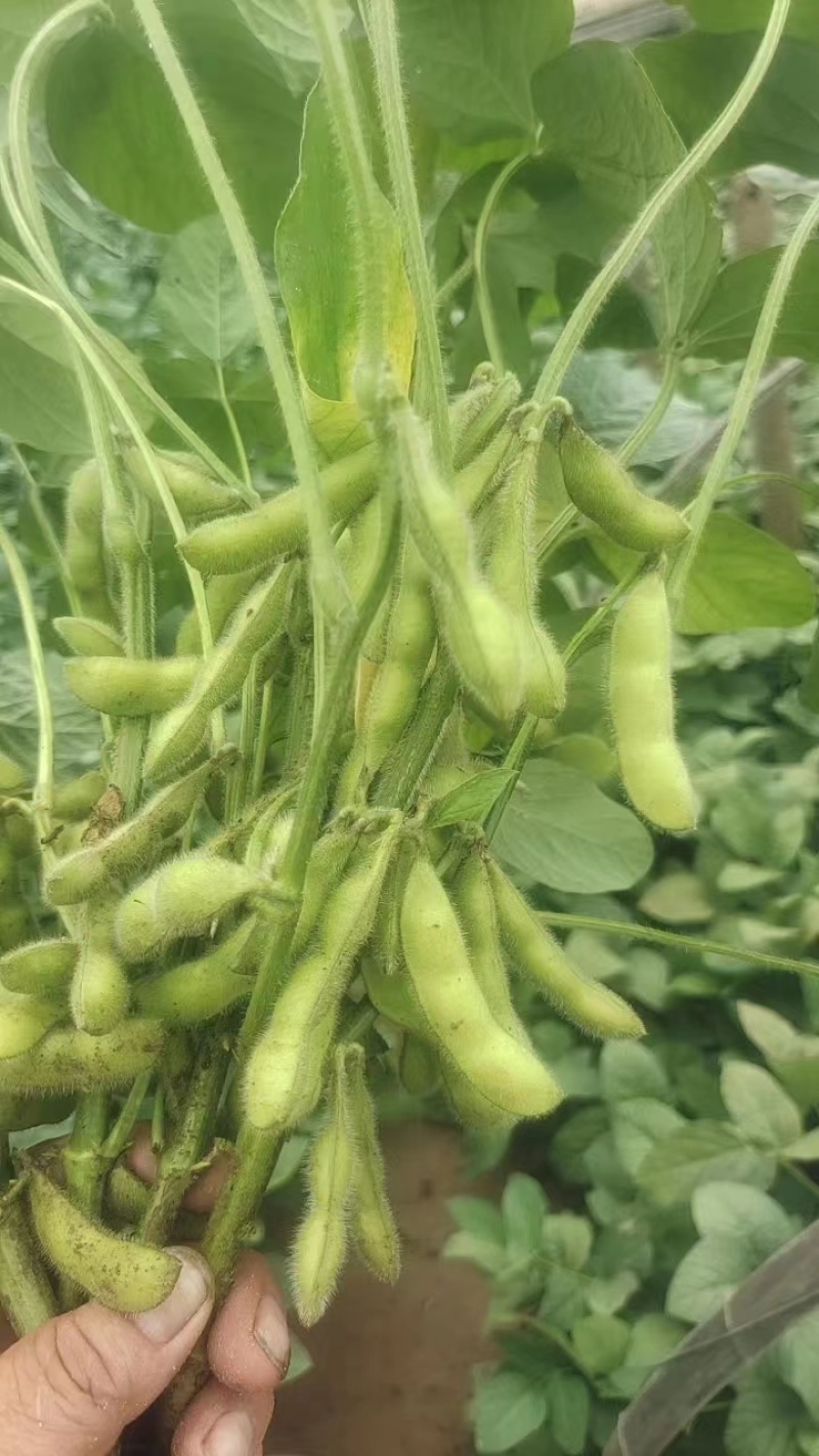 精品毛豆山东翠绿宝毛豆量大从优质优价廉对接全国