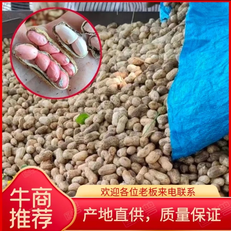 湛江新鲜，红花生，白花生，新鲜现货，个个饱满。大量现货。