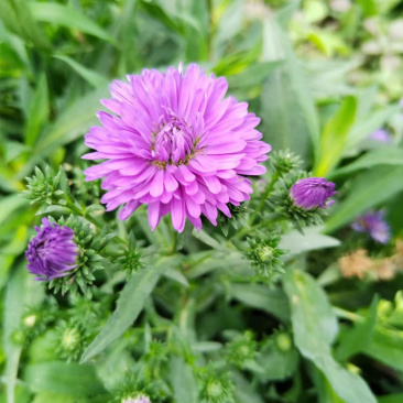 丹麦翠菊基地