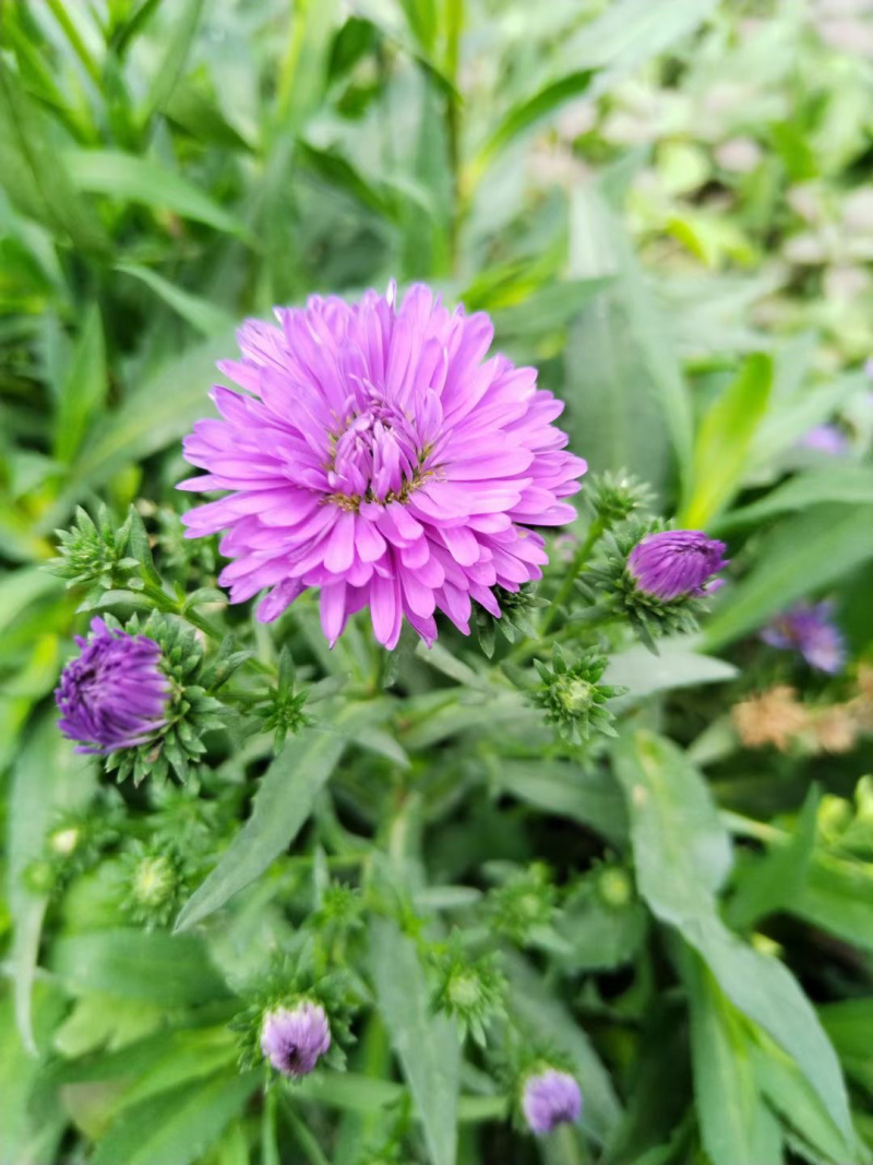 丹麦翠菊基地