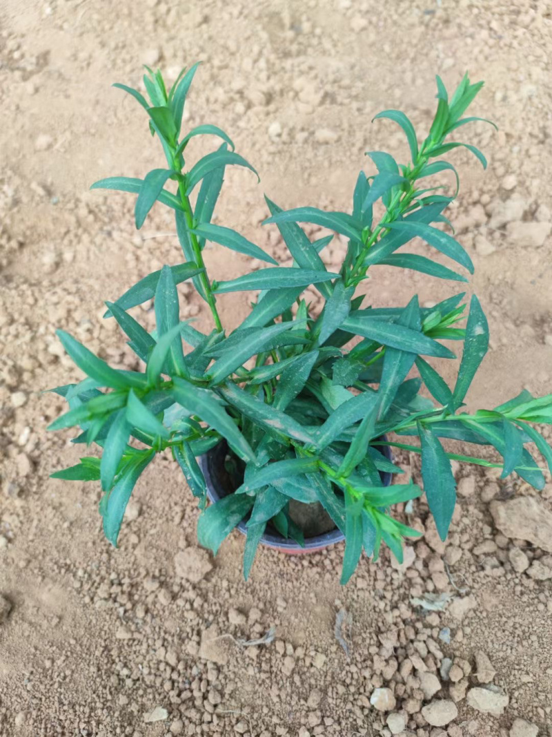 丹麦翠菊基地