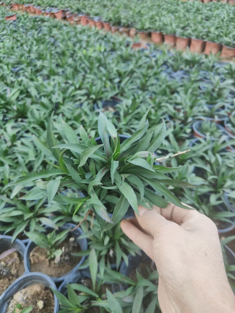 丹麦翠菊基地