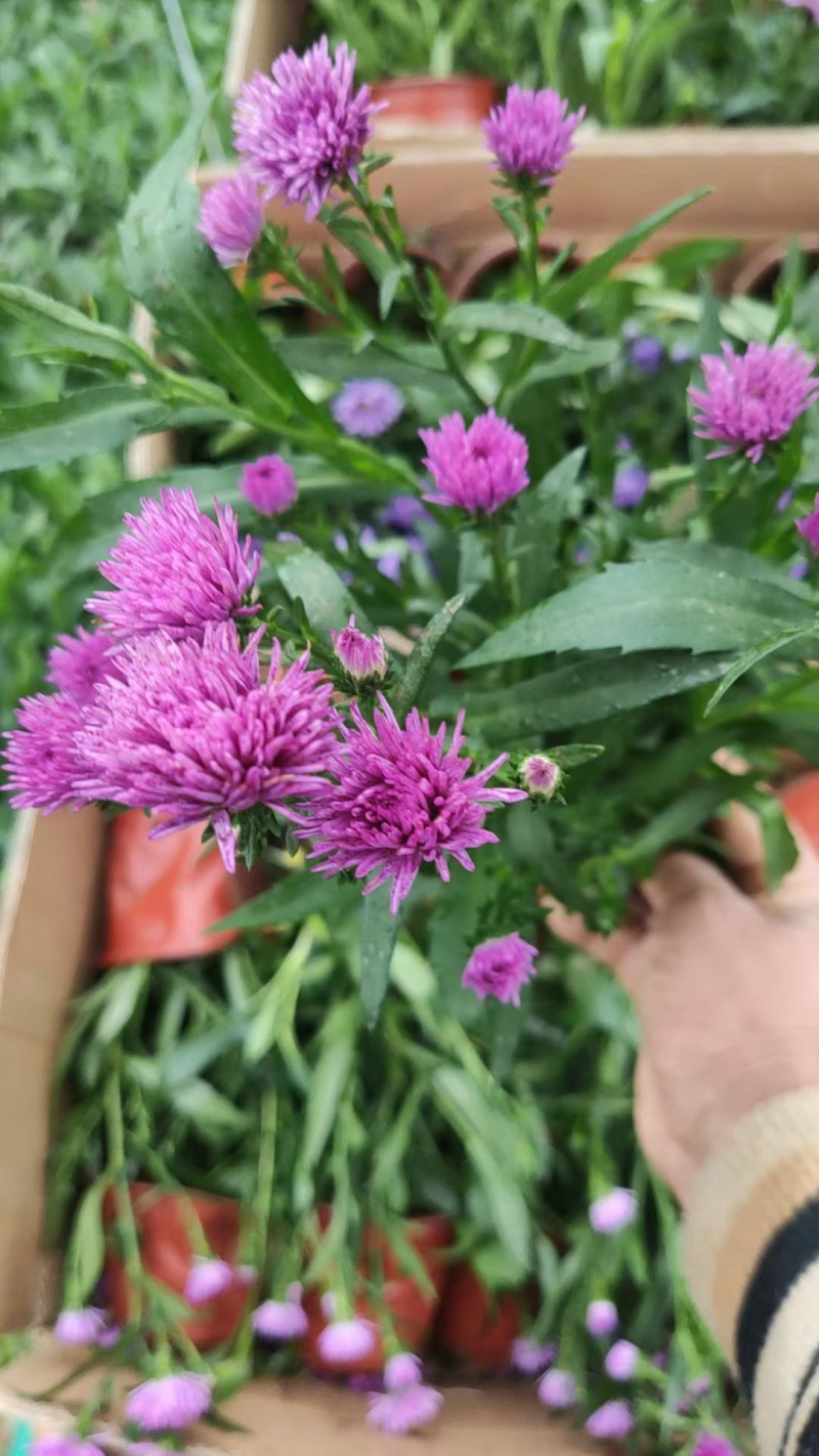 丹麦翠菊基地