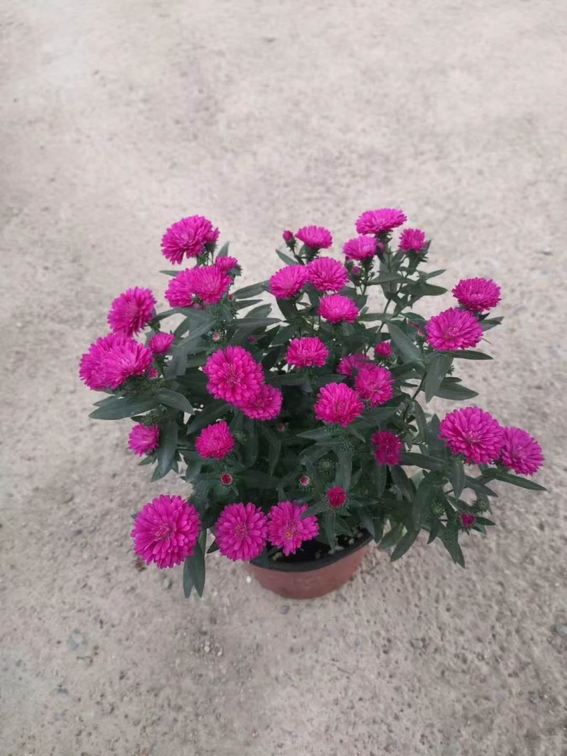 丹麦翠菊基地