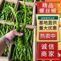 陕西省榆林市定边精品螺丝椒，精准报价，支持视频