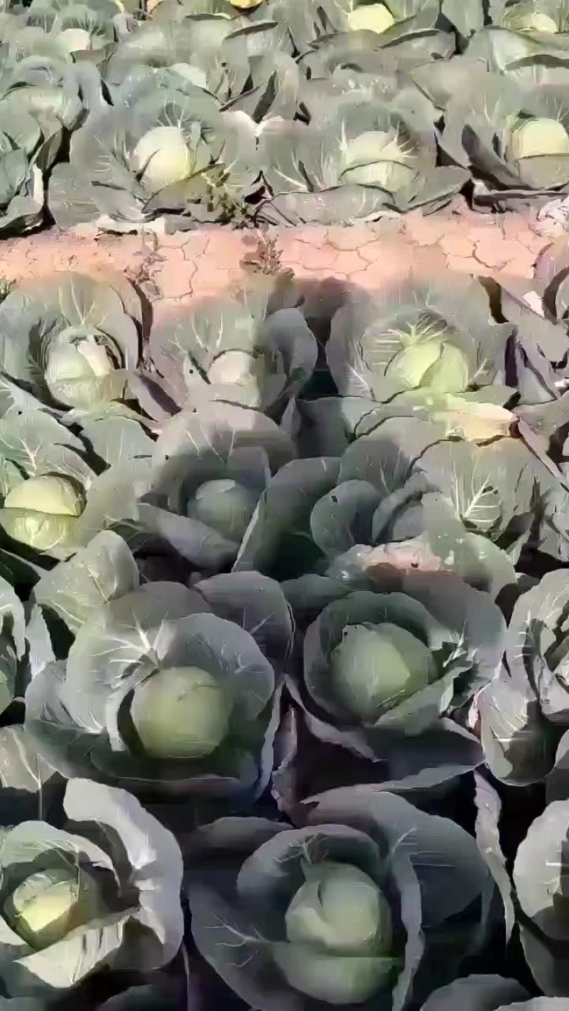 河北邯郸中甘甘蓝产地一手货源可视频看货欢迎来电咨询