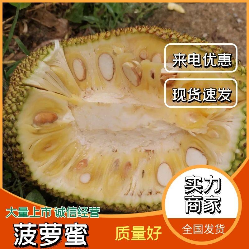 广东菠萝蜜，珍珠波罗蜜茂名金包菠萝蜜大量上市欢迎咨询