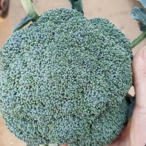 邯郸精品西蓝花产地一手货源质量保证欢迎咨询