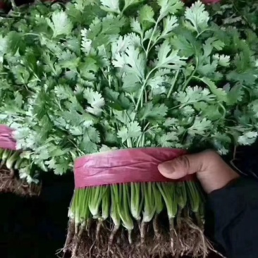 河北邯郸大叶香菜打捆香菜可对接批发电商商超等