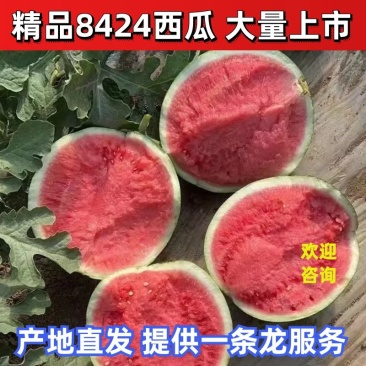 【西瓜】甘肃8424西瓜包熟包甜大量供应可视频看货