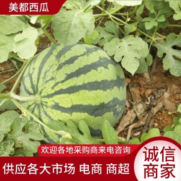 【美都西瓜】陕西西瓜大量上市品质保证包熟包甜