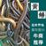 【黄鳝鱼】湖北黄鳝生态网上养殖鳝鱼包邮黄鳝鱼苗