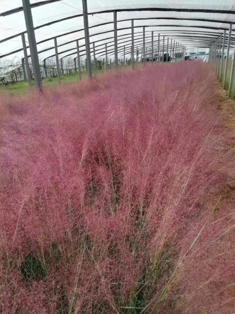 粉黛乱子草基地