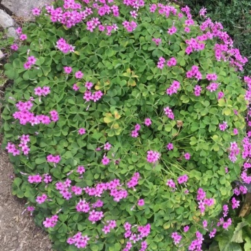 红花草