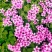 红花草