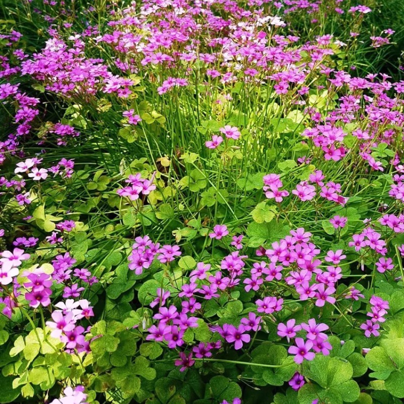 红花草