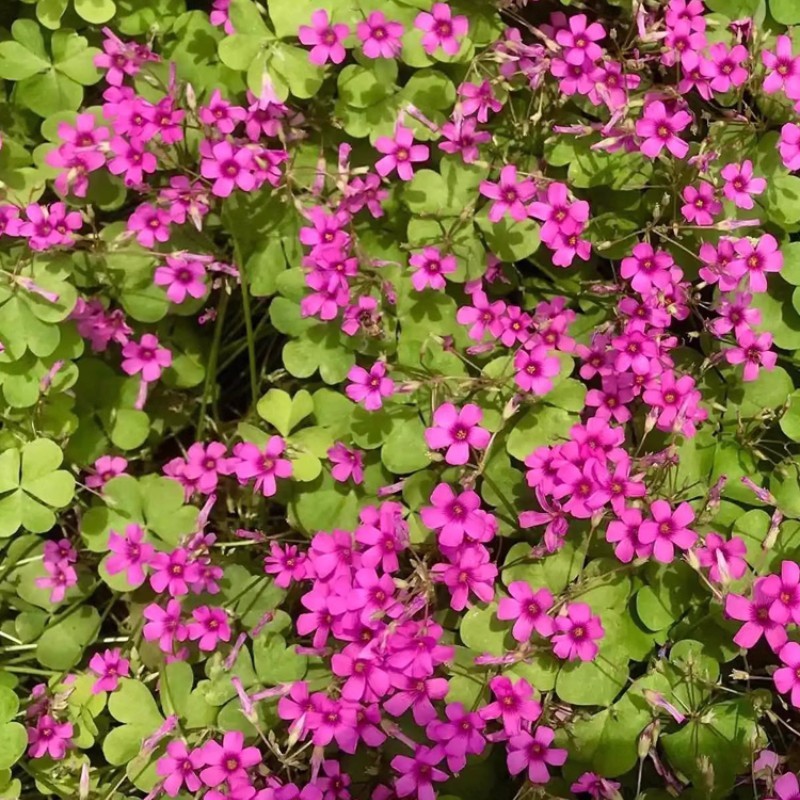 红花草